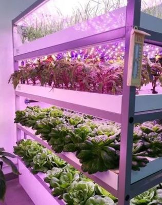 Containergarten für Laubgemüse mit geformtem Dach und Anpassungsoption