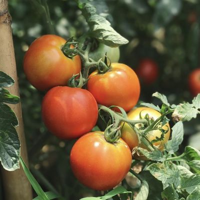 Hydroponik Sonnenlicht Gewächshaus für die kommerzielle Gemüseproduktion Saatgut