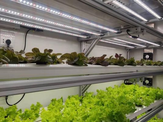 Stahlkonstruktion Mehrspannung Juxiang Schiffskontainer Gewächshaus für Gemüseanbau