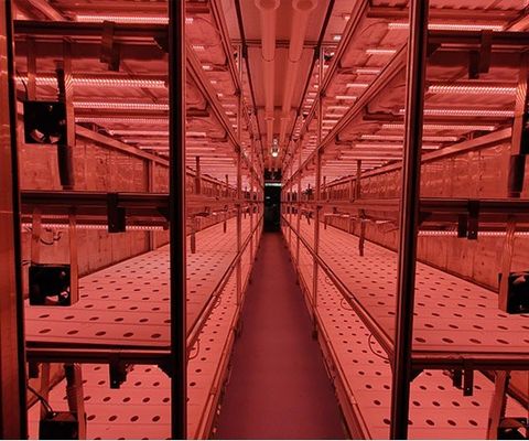 Containerhaus für den Anbau von Blattgemüse