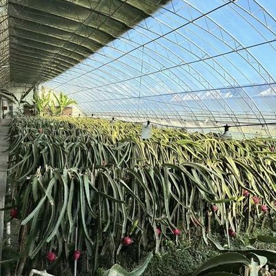 Erste Zahlung Gewerbliches Gewächshaus für die Sonnenlicht-Blümchen- und Gemüseproduktion