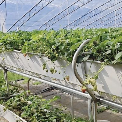 Kunststoffblechblume Sonnenlicht Treibhaus Tropfbewässerung für eine konstante Bewässerung