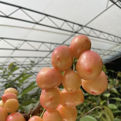 Kunststoffblechblume Sonnenlicht Treibhaus Tropfbewässerung für eine konstante Bewässerung