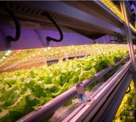 US-Währung Intelligente Temperaturkontrolle Dachplatte Blattgemüse Containerhaus