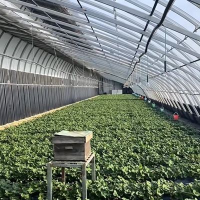 Maximieren Sie Ihren Ernteertrag mit diesem großen Hydroponik-Gemüse-Sonne-Gewächshaus