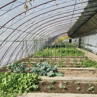 Individuelle Anfrage Sonnenlicht Gewächshaus Hydroponik Anbausystem für Blumenpflanzung