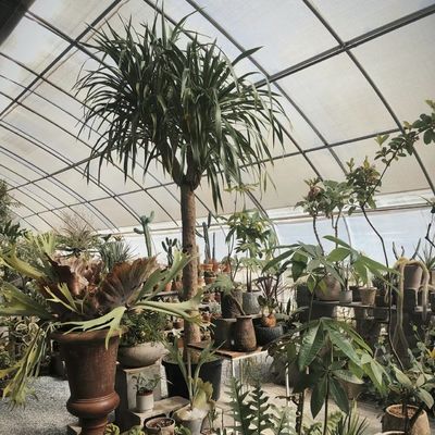 Individuelle Anfrage Sonnenlicht Gewächshaus Hydroponik Anbausystem für Blumenpflanzung
