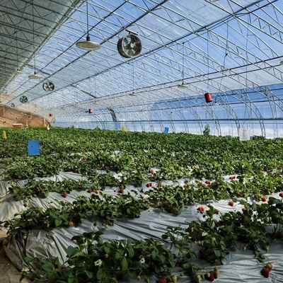 Individuelle Anfrage Sonnenlicht Gewächshaus Hydroponik Anbausystem für Blumenpflanzung