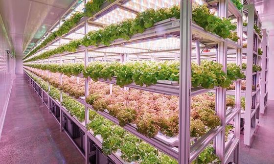 Containerfarming-Beleuchtungssystem mit geschätzten Lieferzeiten und geringen Versandkosten