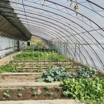 Blütenpflanzung Sonnenlicht Gewächshaus mit Stahlkonstruktion Doppelschicht oder Einzelschicht