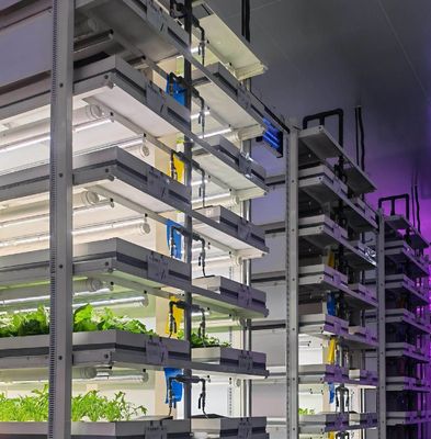 Gewächshaus hydroponischer vertikaler Anbaubehälter System in 40FT Behälter 40HQ Reefer
