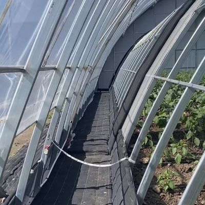 Hydroponik-Wachstumssystem mit Bogendach im Sonnenlicht Gewächshaus mit Stahlstruktur