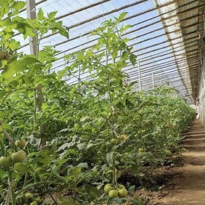 US-Währung Doppel- oder Einlagegewächs Sonnenlicht Gewächshaus System im Rahmen des Budgets