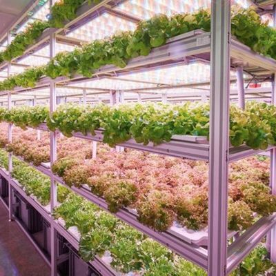 Großer Reeferbehälter - Die perfekte Lösung für den Hydroponischen Gemüseanbau