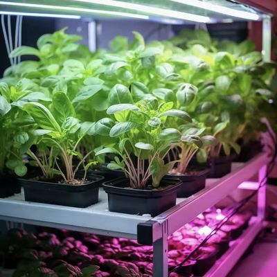 Großer Reeferbehälter - Die perfekte Lösung für den Hydroponischen Gemüseanbau