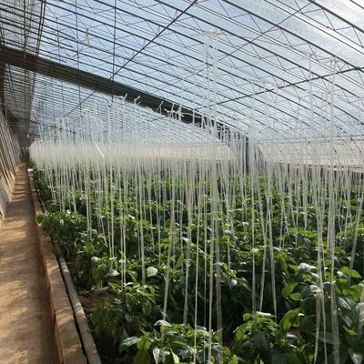 Blumenpflanzung Tropfbewässerungssystem Sonnenlicht Gewächshaus mit individueller Anfrage