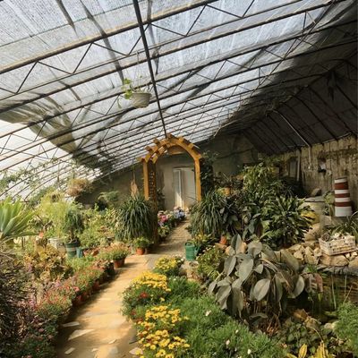 Mehrspannen-Hydroponik Gewächshaus Sonnenlichtgetriebenes Wachstum Versandkosten und Lieferzeiten