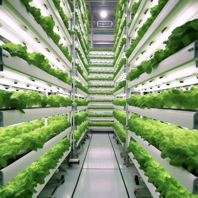 Hydroponik Anbaumethode Reefer Behälter Gemüse Gewächshaus mit Materialien