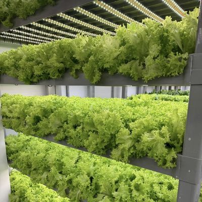 Hydroponik Anbaumethode Reefer Behälter Gemüse Gewächshaus mit Materialien