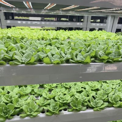 Hydroponik Anbaumethode Reefer Behälter Gemüse Gewächshaus mit Materialien