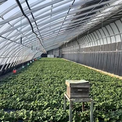 Multi-Span Aquaponics Hydroponisches Anbausystem für US-Währung im Sonnenlicht Gewächshaus