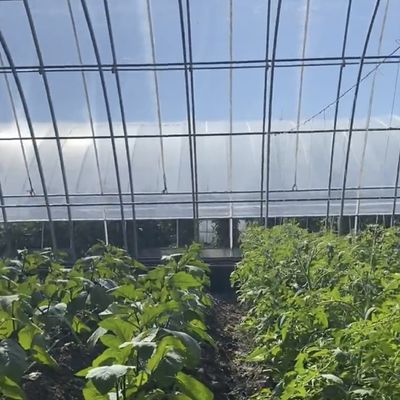 Multi-Span Aquaponics Hydroponisches Anbausystem für US-Währung im Sonnenlicht Gewächshaus