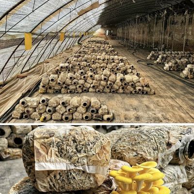 JX-A00230 Gewerbliches Gewächshaus für Sonnenlicht Hydroponisches Erdbeerblütengewächshaus