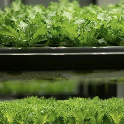 Transformieren Sie Ihre Landwirtschaft mit Blattgemüse Reefer Container Gewächshaus