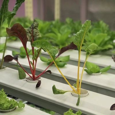 Transformieren Sie Ihre Landwirtschaft mit Blattgemüse Reefer Container Gewächshaus