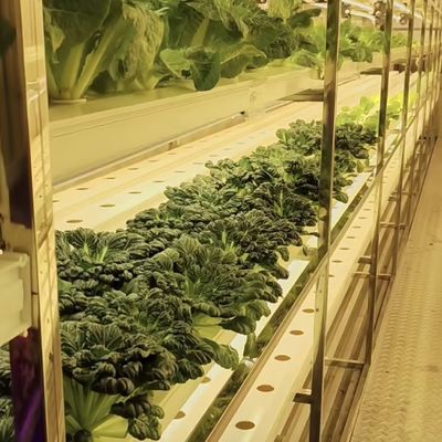 Transformieren Sie Ihre Landwirtschaft mit Blattgemüse Reefer Container Gewächshaus