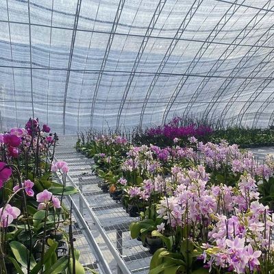30-Tage-Rückerstattungen für Aquaponik-Sonnenlicht-Gewächshaus-Gemüse-Produktionssystem