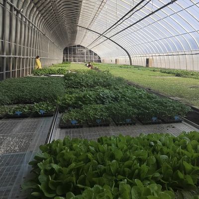 30-Tage-Rückerstattungen für Aquaponik-Sonnenlicht-Gewächshaus-Gemüse-Produktionssystem