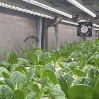 18000.000kg Packung Bruttogewicht Grünblätter Gemüse Anbau Behälter Gewächshaus