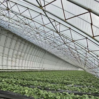 Aquakultur mit Saatgut erleichtert Sonnenlicht Gewächshaus 30-Tage Rückerstattung