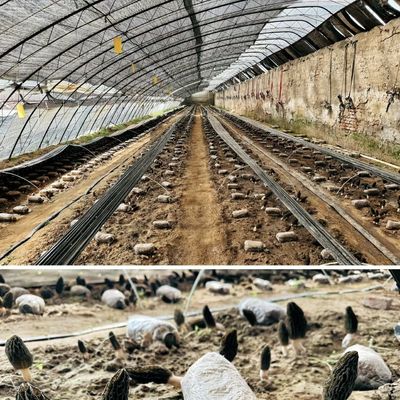 30 Tage Rückerstattungen Ursprung Sparay Bewässerung Gewächshaus zur Kundenzufriedenheit