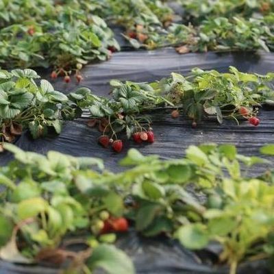 Gewölbehaus - Die ultimative Sonnenlichtlösung für Tomaten- und Gurkenanbau