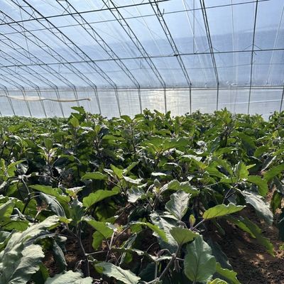 Bewässerungs- und Belüftungssystem für die Schattenpflanzung von Gurken im Sonnenhaus