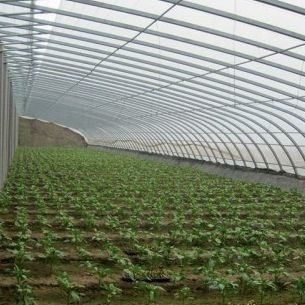Filmbedecktes Sonnenlicht-verstärktes Gewächshaus für den Gurkenanbau in Sandkultur