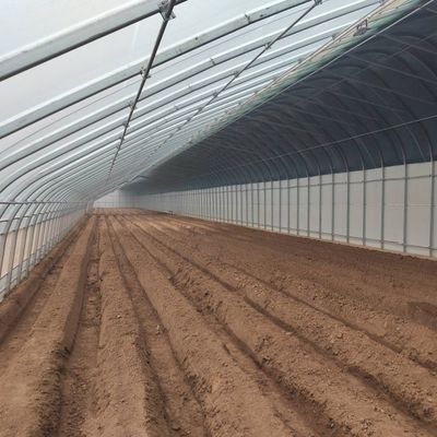 Große Gurkenzucht durch feuchtigkeitsgesteuertes Gewächshaus erleichtert