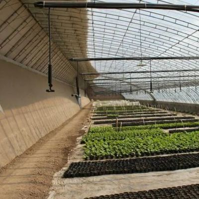 Tomatenanbau Sonnenlicht Gewächshaus mit Feuchtigkeitskontrolle und Temperaturkontrolle