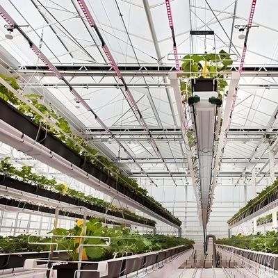 1209cm * 235cm * 239cm vertikaler Landwirtschaftsbehälter Gewächshaus mit hydroponischer Anlage