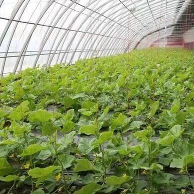Fortgeschrittener Gemüseanbau Sonnenlicht Gewächshaus 40HQ Reefer Behälter für Superior