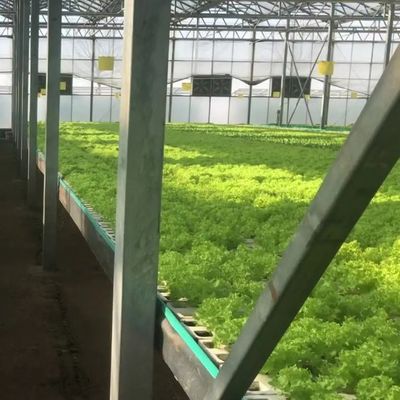 Vertikale Landwirtschaft Schifffahrtscontainer Gewächshaus mit Hydroponik und Stahlstruktur