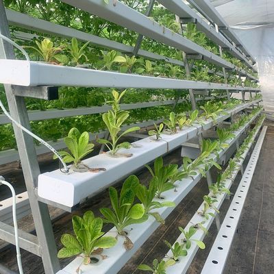 Vertikale Landwirtschaft Schifffahrtscontainer Gewächshaus mit Hydroponik und Stahlstruktur