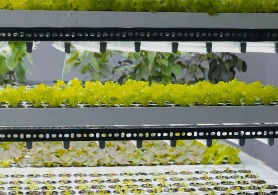 Stahlkonstruktion Hydroponisches System Behälter Gewächshaus für vertikale Landwirtschaftslösung