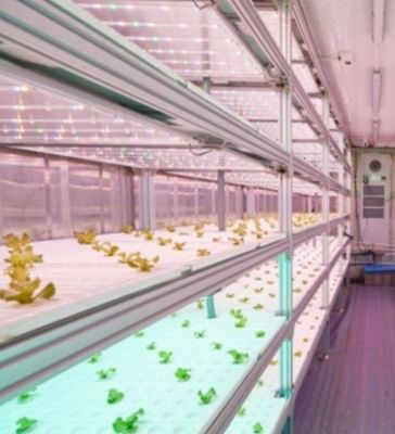 Stahlkonstruktion Hydroponisches System Behälter Gewächshaus für vertikale Landwirtschaftslösung