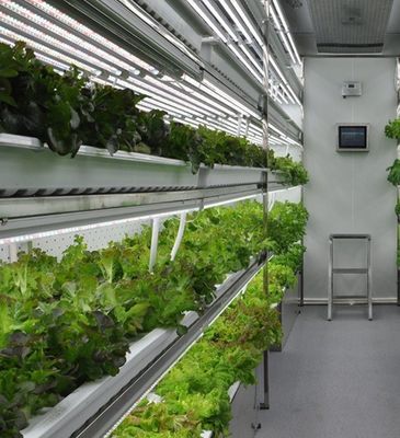 Stahlkonstruktion Hydroponisches System Behälter Gewächshaus für vertikale Landwirtschaftslösung