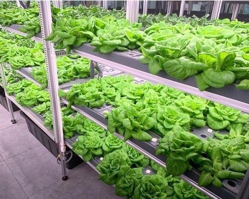 Stahlkonstruktion Hydroponisches System Behälter Gewächshaus für vertikale Landwirtschaftslösung