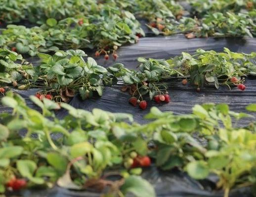 US-Währung Kommerzielle Tomatenpflanzung Sonnenlicht Gewächshaus für eine optimale Pflanzenproduktion