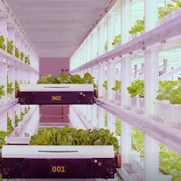 Schifffahrtscontainer Gewächshaus für die hydroponische vertikale Landwirtschaft in der kommerziellen Industrie